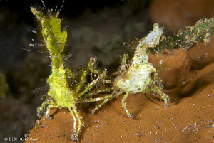 "Mr & Mrs"  Halemeda Crabs watching TV together !! by Debi Henshaw 